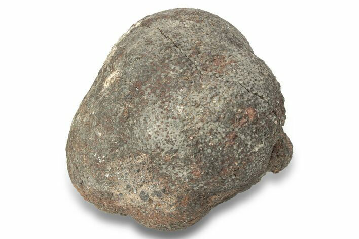 Silurian Fossil Crinoid (Scyphocrinites) Lobolith - Morocco #257879